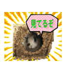 つづらぬき家のうさぎ（個別スタンプ：15）