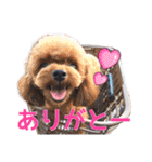 可愛い犬のスタンプ3（個別スタンプ：4）