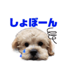 可愛い犬のスタンプ3（個別スタンプ：5）