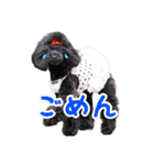 可愛い犬のスタンプ3（個別スタンプ：7）