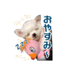 可愛い犬のスタンプ3（個別スタンプ：9）