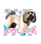 可愛い犬のスタンプ3（個別スタンプ：10）