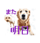 可愛い犬のスタンプ3（個別スタンプ：11）