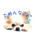 可愛い犬のスタンプ3（個別スタンプ：12）