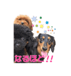 可愛い犬のスタンプ3（個別スタンプ：13）
