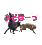 可愛い犬のスタンプ3（個別スタンプ：14）