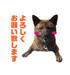 可愛い犬のスタンプ3（個別スタンプ：15）