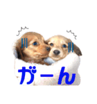 可愛い犬のスタンプ3（個別スタンプ：17）