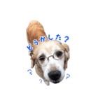 可愛い犬のスタンプ3（個別スタンプ：20）
