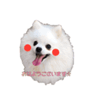 可愛い犬のスタンプ3（個別スタンプ：21）