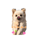 可愛い犬のスタンプ3（個別スタンプ：24）