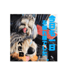 可愛い犬のスタンプ3（個別スタンプ：31）