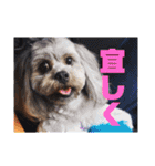 可愛い犬のスタンプ3（個別スタンプ：32）