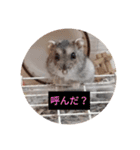 読みやすくなった！ワンハムスタンプ（個別スタンプ：1）