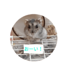 読みやすくなった！ワンハムスタンプ（個別スタンプ：3）