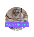 読みやすくなった！ワンハムスタンプ（個別スタンプ：4）