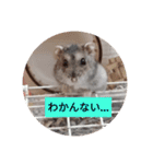 読みやすくなった！ワンハムスタンプ（個別スタンプ：5）