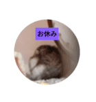 読みやすくなった！ワンハムスタンプ（個別スタンプ：10）