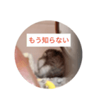 読みやすくなった！ワンハムスタンプ（個別スタンプ：11）