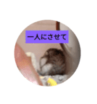 読みやすくなった！ワンハムスタンプ（個別スタンプ：12）