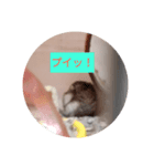 読みやすくなった！ワンハムスタンプ（個別スタンプ：13）