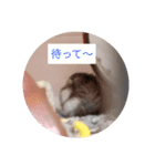 読みやすくなった！ワンハムスタンプ（個別スタンプ：16）
