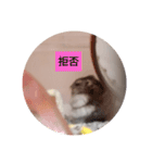 読みやすくなった！ワンハムスタンプ（個別スタンプ：21）