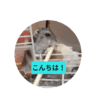 読みやすくなった！ワンハムスタンプ（個別スタンプ：26）