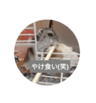 読みやすくなった！ワンハムスタンプ（個別スタンプ：28）