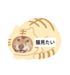 読みやすくなった！ワンハムスタンプ（個別スタンプ：33）
