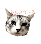 猫 の居る日（個別スタンプ：1）