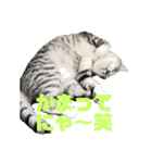 猫 の居る日（個別スタンプ：2）