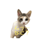 猫 の居る日（個別スタンプ：3）