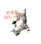 猫 の居る日（個別スタンプ：4）