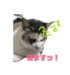 猫 の居る日（個別スタンプ：5）