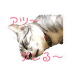 猫 の居る日（個別スタンプ：6）