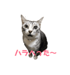 猫 の居る日（個別スタンプ：7）