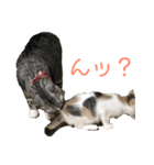 猫 の居る日（個別スタンプ：8）