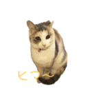 猫 の居る日（個別スタンプ：10）