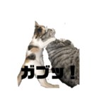 猫 の居る日（個別スタンプ：13）