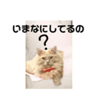 気ままな猫達8（個別スタンプ：1）