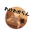 気ままな猫達8（個別スタンプ：10）