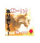 気ままな猫達8（個別スタンプ：24）