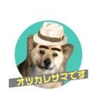 雑種犬クマちゃん（個別スタンプ：1）