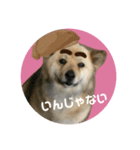 雑種犬クマちゃん（個別スタンプ：3）