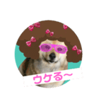 雑種犬クマちゃん（個別スタンプ：5）