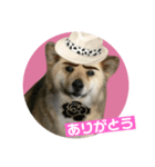 雑種犬クマちゃん（個別スタンプ：6）