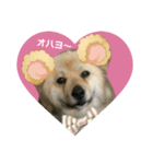 雑種犬クマちゃん（個別スタンプ：7）