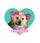 雑種犬クマちゃん（個別スタンプ：8）