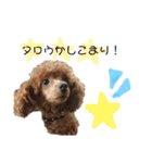 ぼく、タロウです。①（個別スタンプ：27）